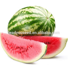 MW12 Meiguo aval green hybrid watermelon seeds in china seeds